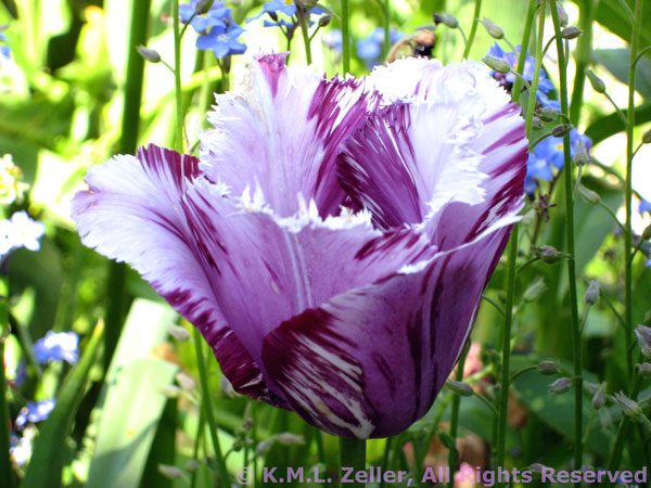 Purple_iris